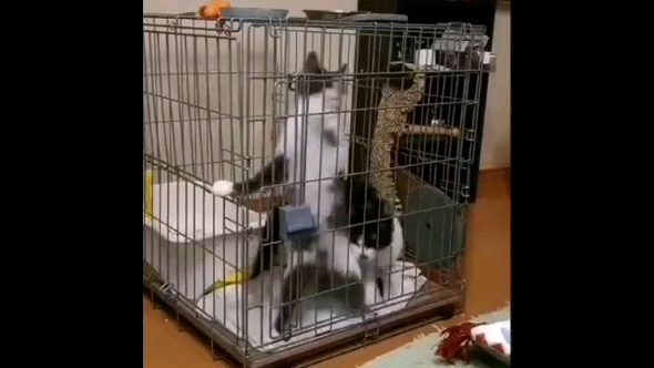 【转载】猫咪永动机
